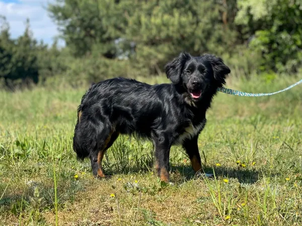 Pies do adopcji, Pieczyska, 16 lipca 2024 (2/5)