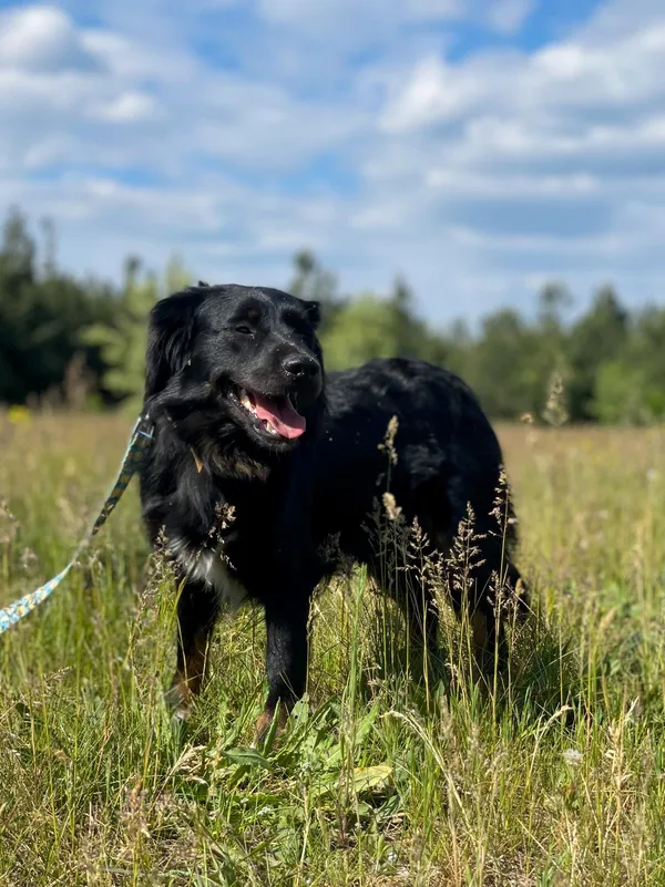 Pies do adopcji, Pieczyska, 16 lipca 2024 (3/5)