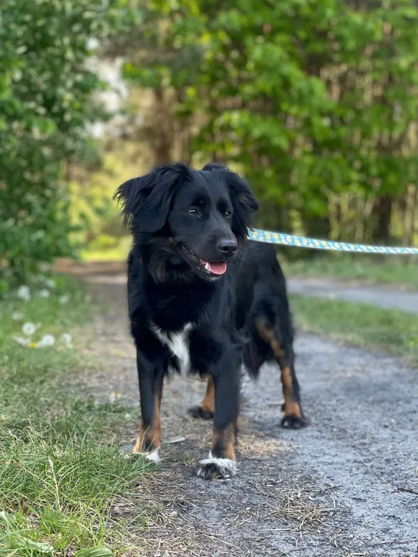 Pies do adopcji, Pieczyska, 16 lipca 2024 (4/5)