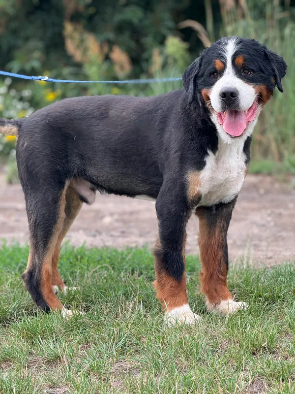 Pies do adopcji, Pieczyska, 16 lipca 2024 (2/5)