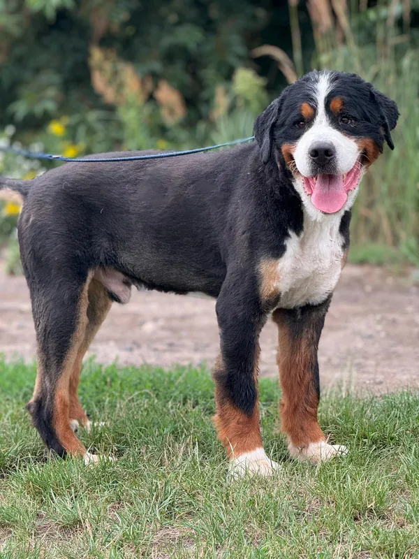 Pies do adopcji, Pieczyska, 16 lipca 2024 (5/5)