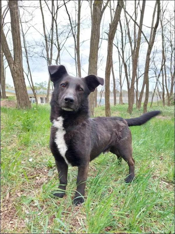 Znaleziono psa, Grudziądz, 24 lutego 2021