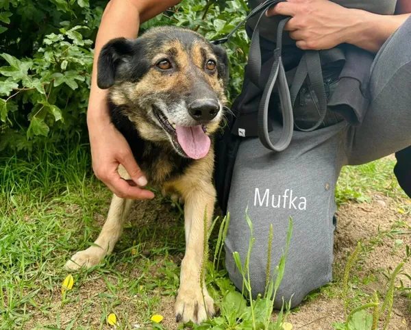 Pies do adopcji, Przyborówko, 17 lipca 2024 (1/3)