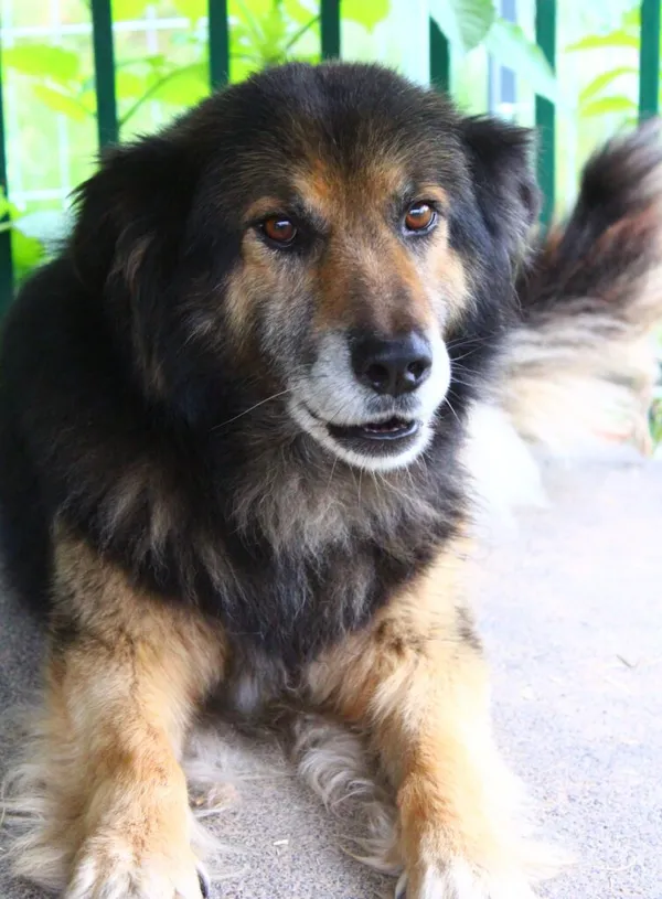 Pies do adopcji, Przyborówko, 17 lipca 2024 (1/3)