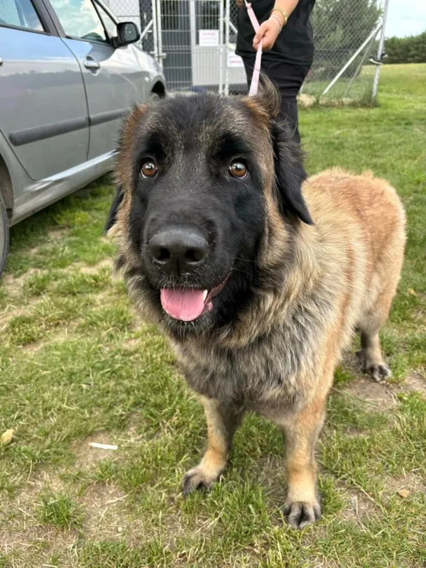 Pies do adopcji, Przyborówko, 17 lipca 2024 (1/3)