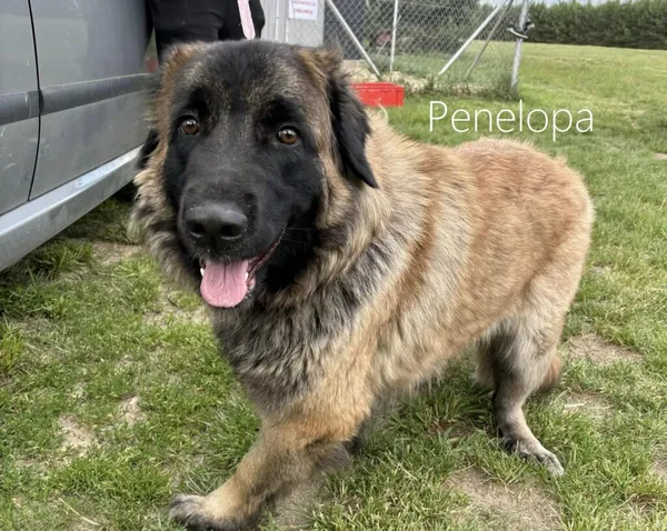 Pies do adopcji, Przyborówko, 17 lipca 2024 (3/3)