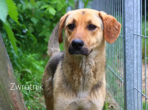 Pies do adopcji, Przyborówko, 17 lipca 2024 (3/3)