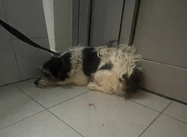 Znaleziono psa, Lublin, 16 lipca 2024