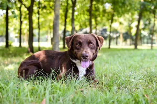 Pies do adopcji, Radom, 17 lipca 2024 (2/5)