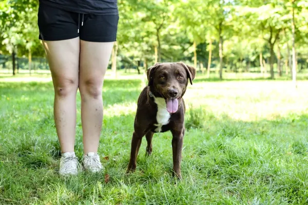 Pies do adopcji, Radom, 17 lipca 2024 (5/5)