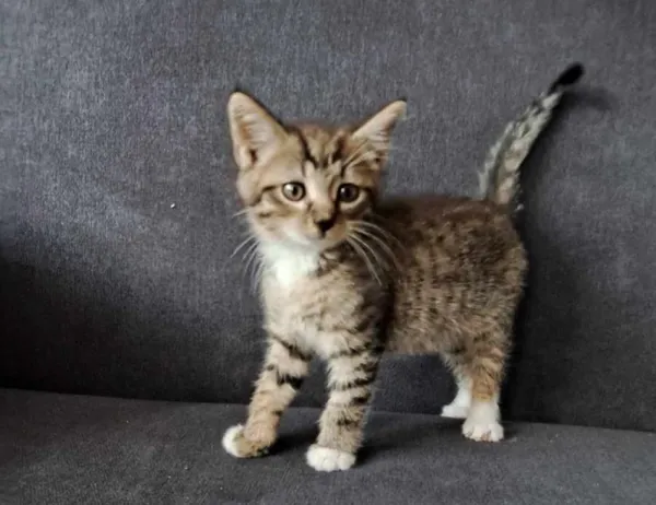 Kot do adopcji, Świdnica, 26 czerwca 2024 (1/3)