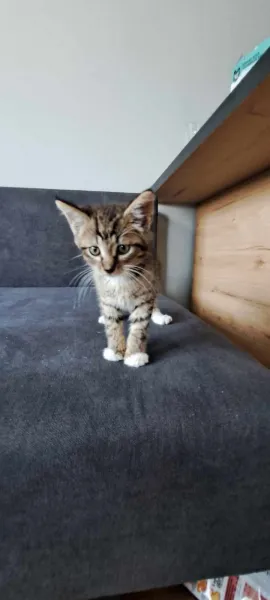 Kot do adopcji, Świdnica, 26 czerwca 2024 (3/3)