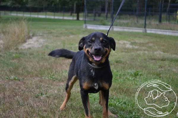 Pies do adopcji, Chełmek, 23 czerwca 2024