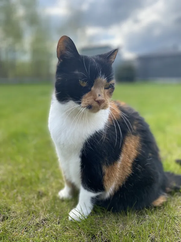 Zaginął kot, Łódź, 17 lipca 2024