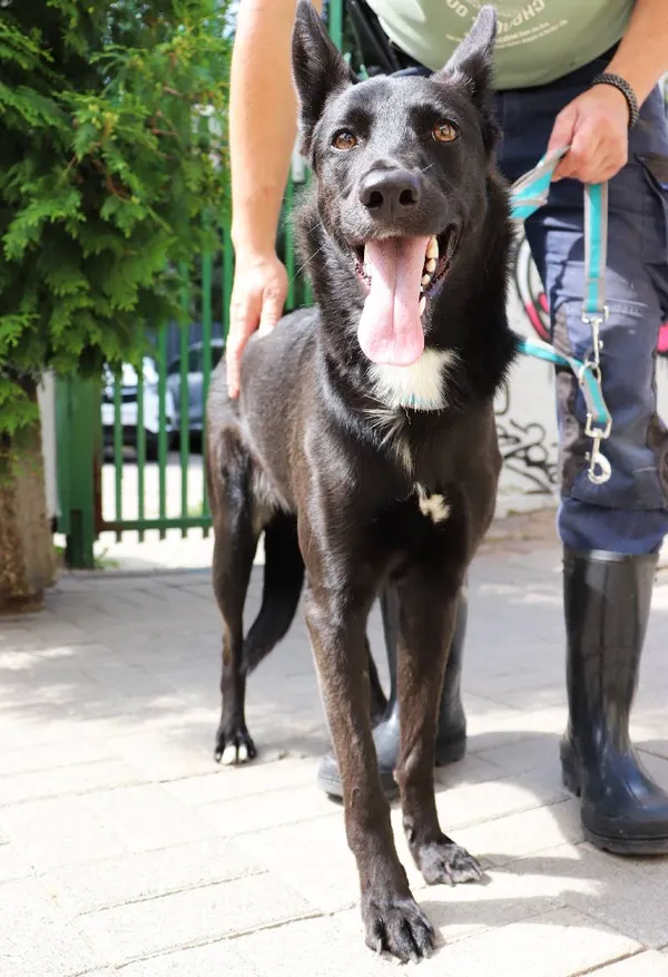 Znaleziono psa, Łódź, 17 lipca 2024 (3/3)