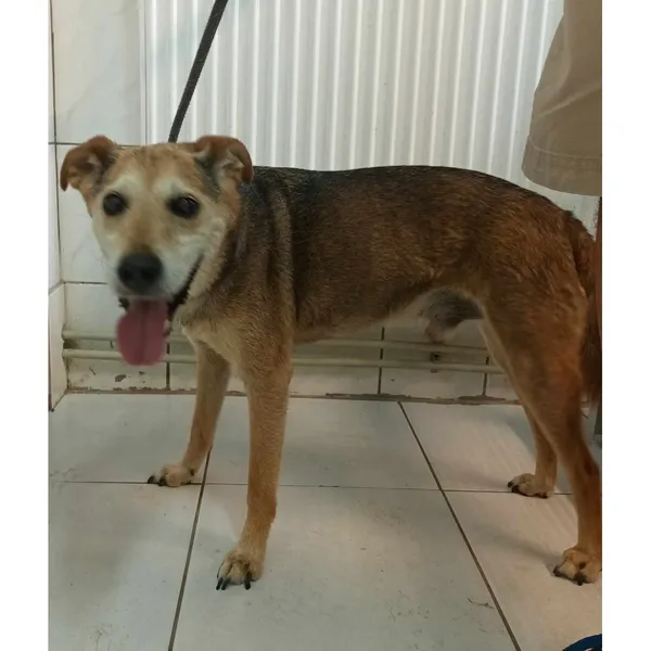 Znaleziono psa, Białystok, 17 lipca 2024