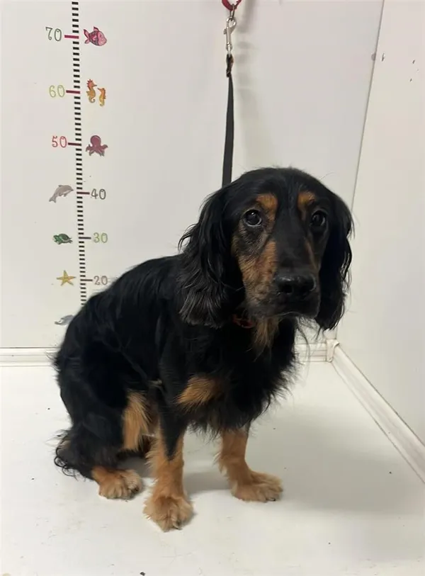 Pies do adopcji, Bytom, 18 lipca 2024