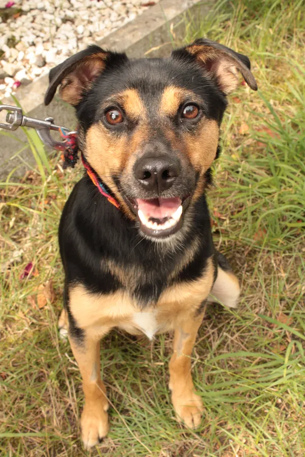 Pies do adopcji, Jelenia Góra, 24 czerwca 2024 (2/3)