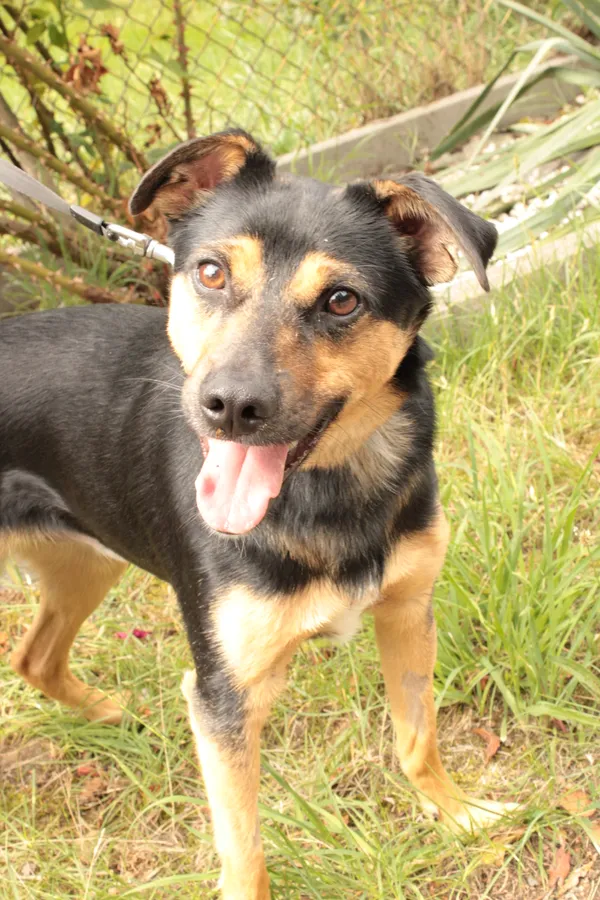 Pies do adopcji, Jelenia Góra, 24 czerwca 2024 (3/3)