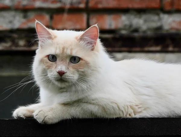 Zaginął kot, Poznań, Antoninek, 18 lipca 2024 (2/2)