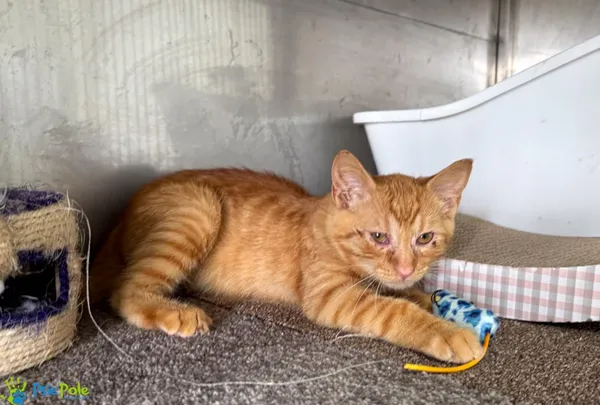 Kot do adopcji, Racławice, 14 lipca 2024 (1/5)