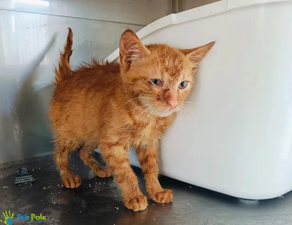 Kot do adopcji, Racławice, 14 lipca 2024 (2/5)