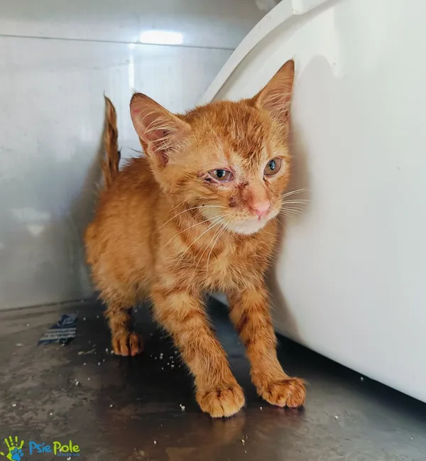 Kot do adopcji, Racławice, 14 lipca 2024 (3/5)