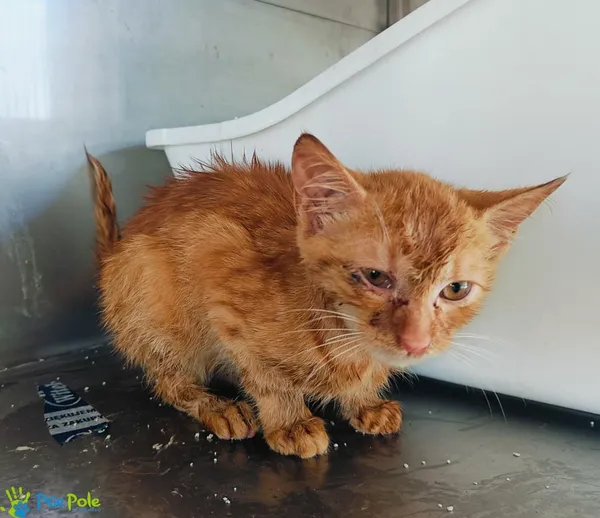 Kot do adopcji, Racławice, 14 lipca 2024 (4/5)