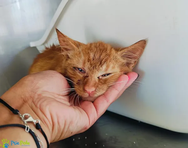 Kot do adopcji, Racławice, 14 lipca 2024 (5/5)