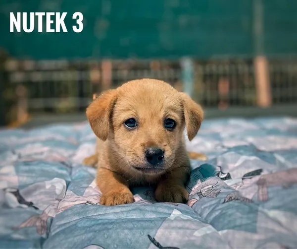 Pies do adopcji, Rytlów, 18 lipca 2024 (3/3)