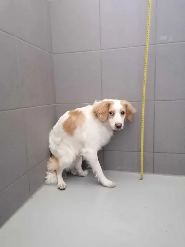 Pies do adopcji, Kielce, 18 lipca 2024