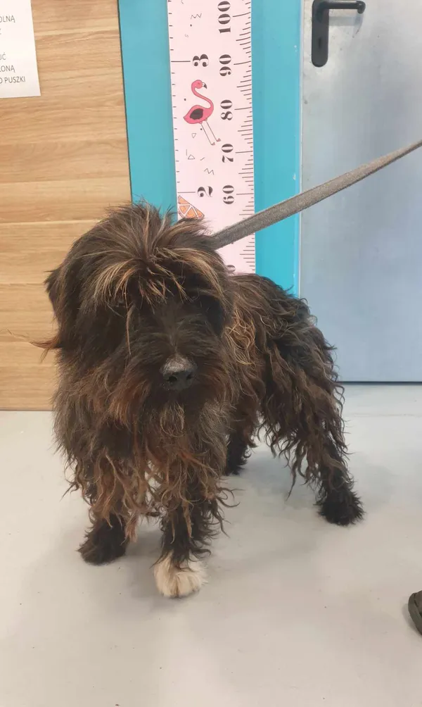 Pies do adopcji, Kielce, 18 lipca 2024