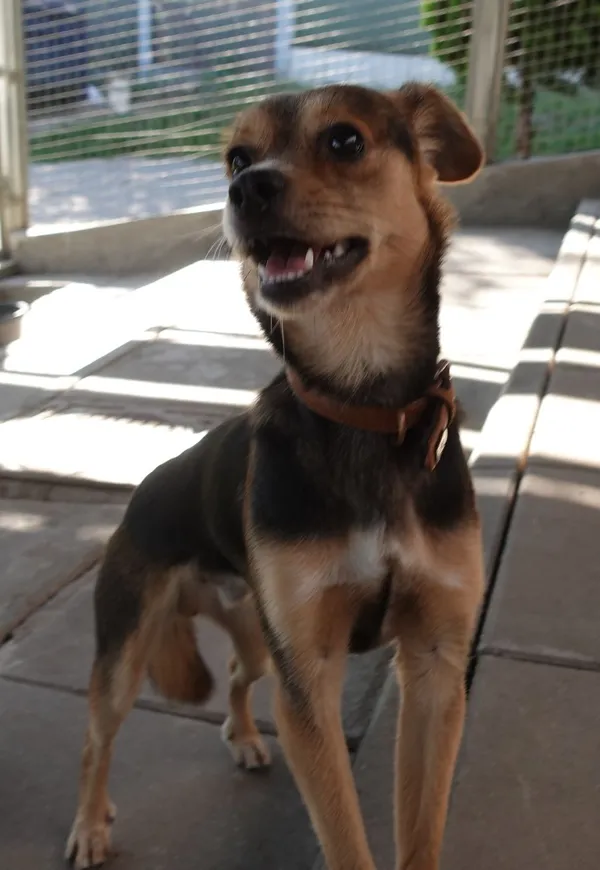 Znaleziono psa, Gdańsk, 18 lipca 2024