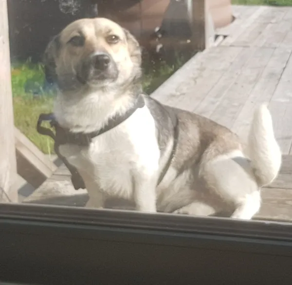 Znaleziono psa, Łódź, 18 lipca 2024