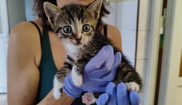 Znaleziono kota, Toruń, 17 lipca 2024