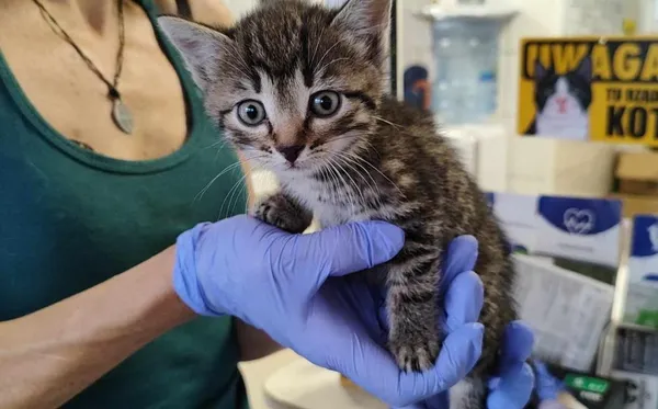 Znaleziono kota, Toruń, 17 lipca 2024