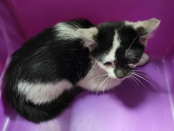 Znaleziono kota, Toruń, 17 lipca 2024