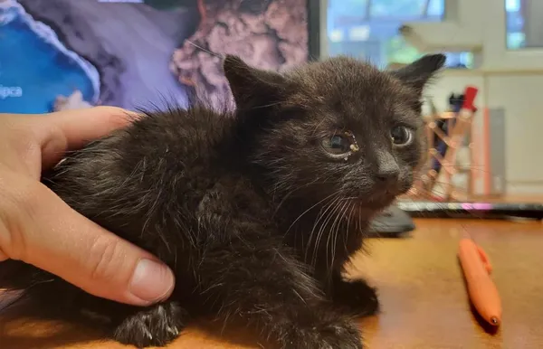 Znaleziono kota, Toruń, 16 lipca 2024