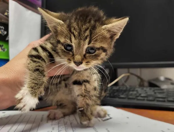 Znaleziono kota, Toruń, 16 lipca 2024