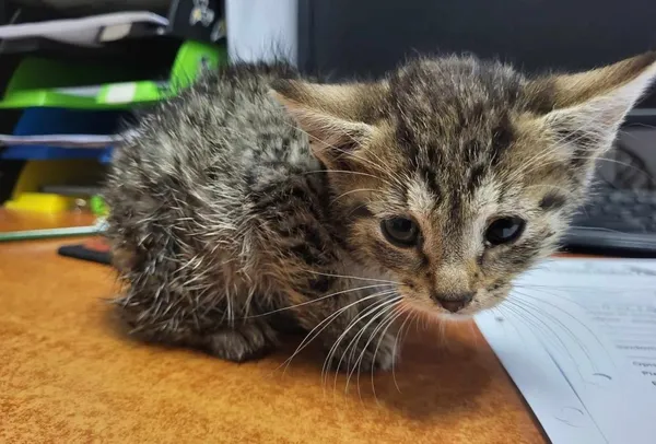 Znaleziono kota, Toruń, 16 lipca 2024