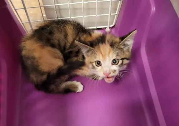 Znaleziono kota, Toruń, 16 lipca 2024