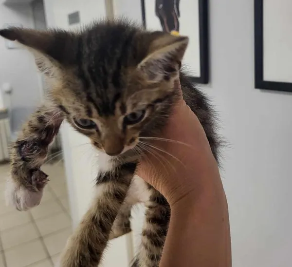 Znaleziono kota, Toruń, 15 lipca 2024