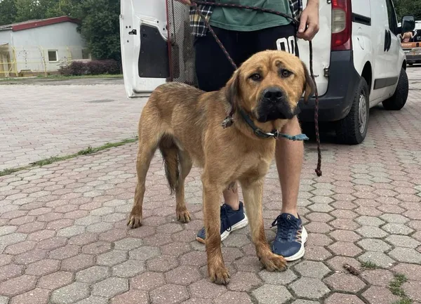 Znaleziono psa, Toruń, 13 lipca 2024