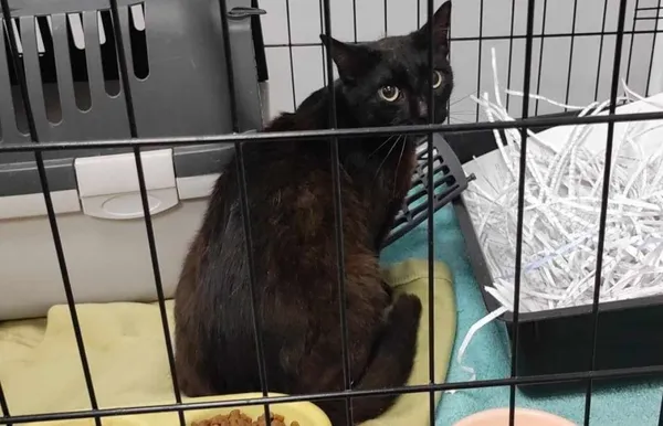 Znaleziono kota, Toruń, 13 lipca 2024