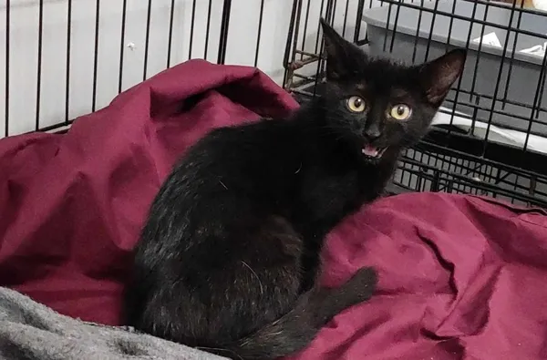 Znaleziono kota, Toruń, 13 lipca 2024