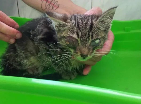 Znaleziono kota, Toruń, 13 lipca 2024