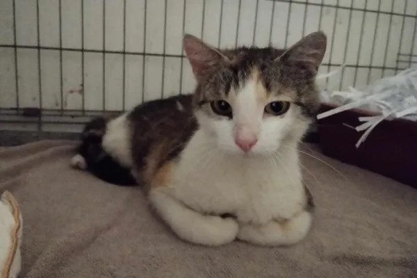 Znaleziono kota, Toruń, 13 lipca 2024