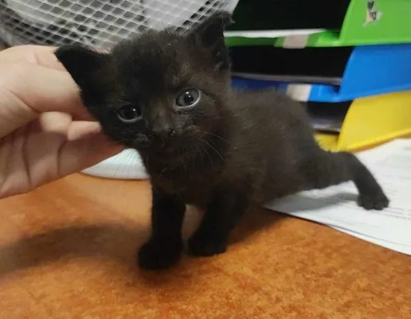 Znaleziono kota, Toruń, 12 lipca 2024