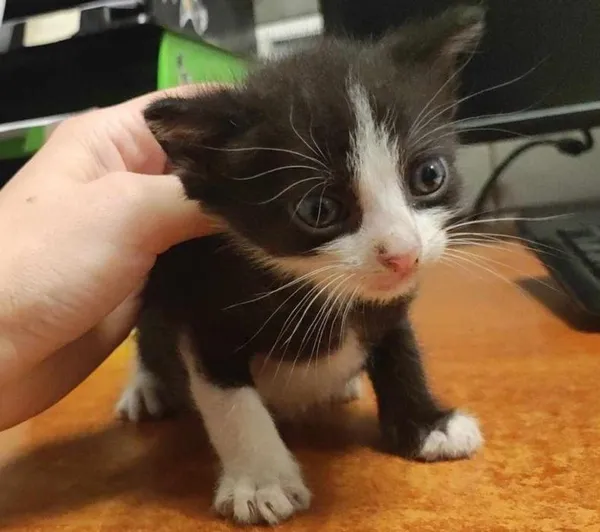 Znaleziono kota, Toruń, 12 lipca 2024