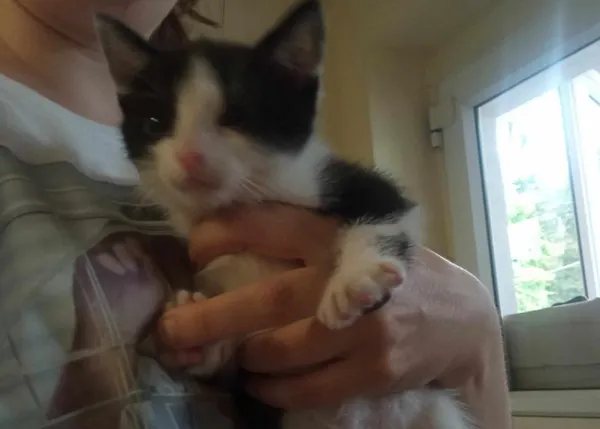 Znaleziono kota, Toruń, 12 lipca 2024